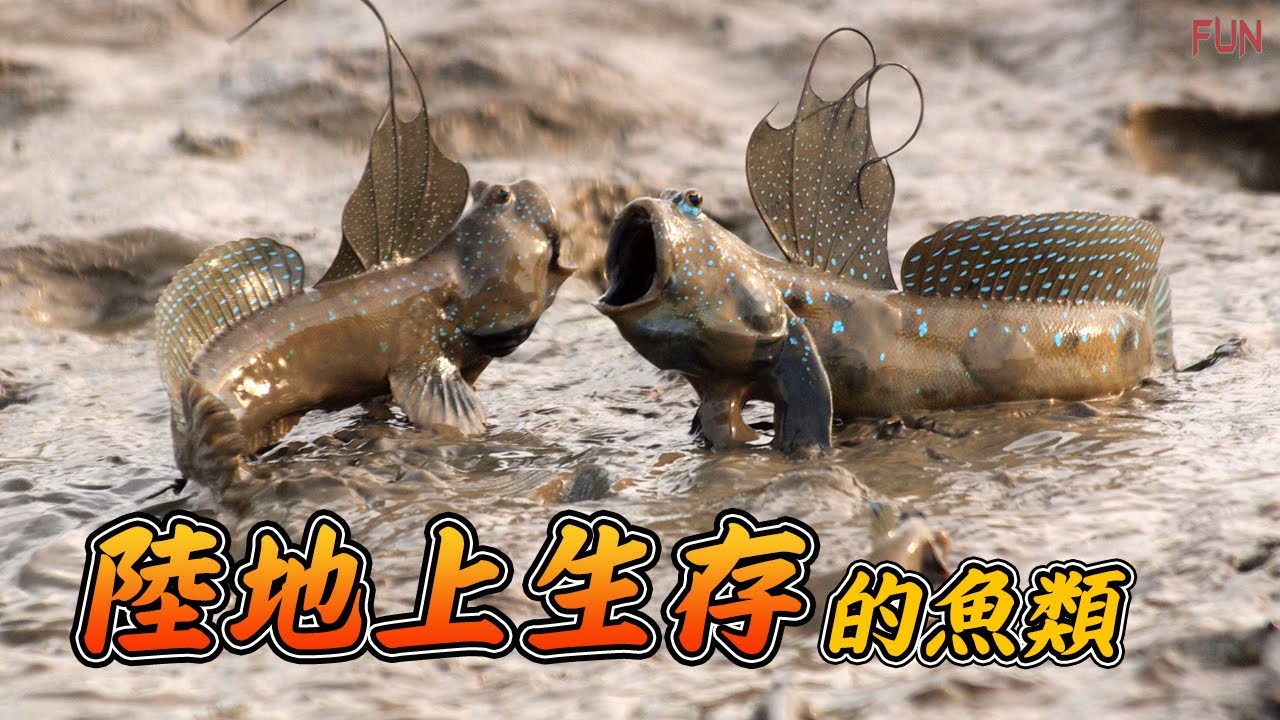 這種魚類一生中90%的時間都是在水面上度過的 | 陸地上生存的魚類 | 離開水後還能呼吸的魚類