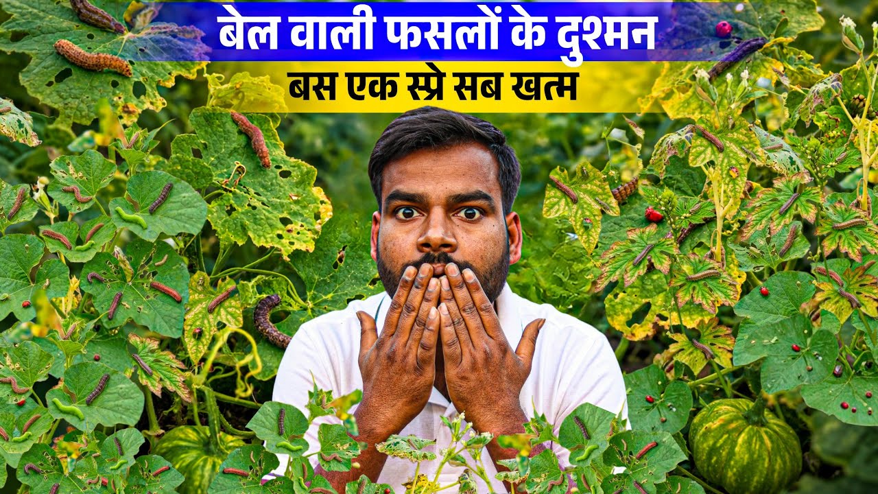 बेल वाली फसल में कीट और रोगों का जड़ से सफाया ! 100% सटीक इलाज 