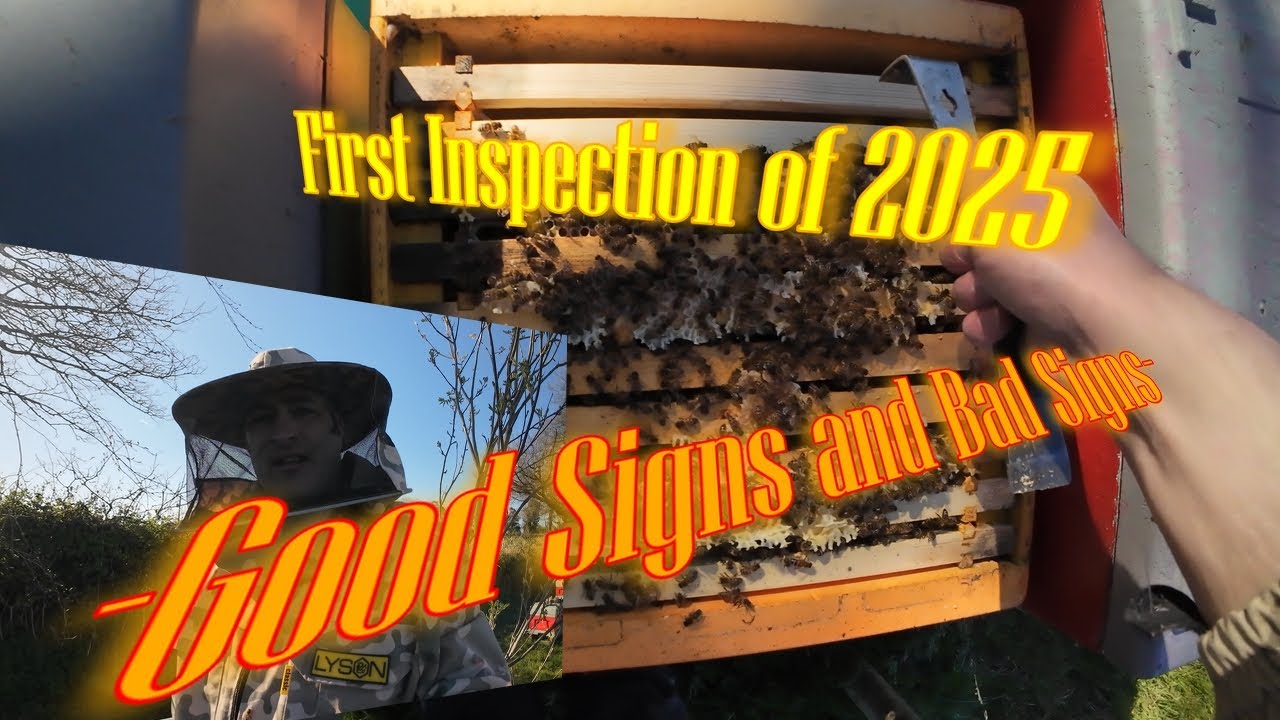 First Inspection of 2025 - Good Signs and Bad Signs #Beekeeping #Irishbeekeeper