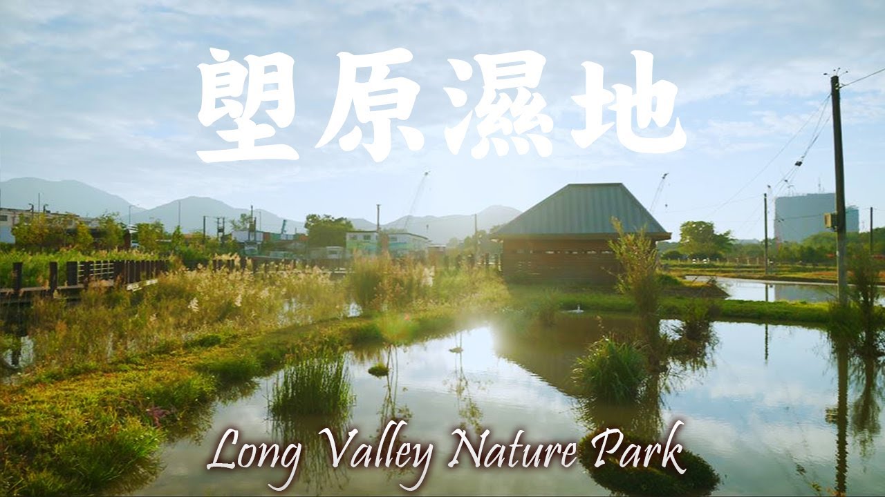 ［城市慢步］｜EP 19｜香港免費濕地🌾金黃日落☀️：塱原黃金蘆葦田 + 黑翅長腳鷸🕊️黑水雞🦆齊現身，🌅暖橙光療癒滿分(Long Valley Nature Park)