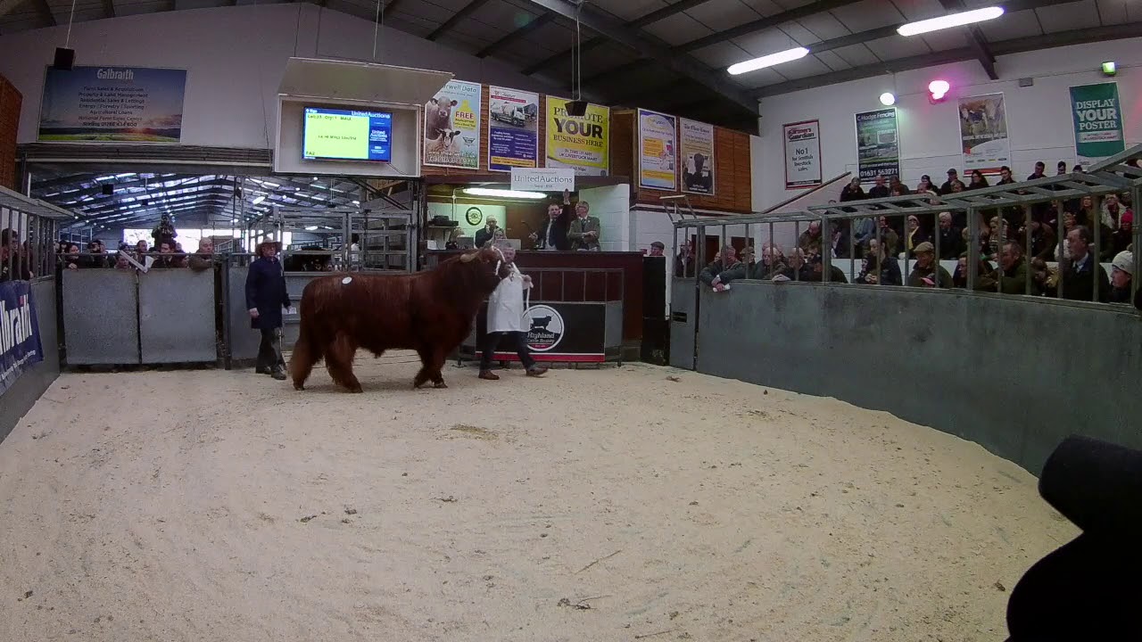 Highland Bull, Philip of Richmondhill selling at Oban