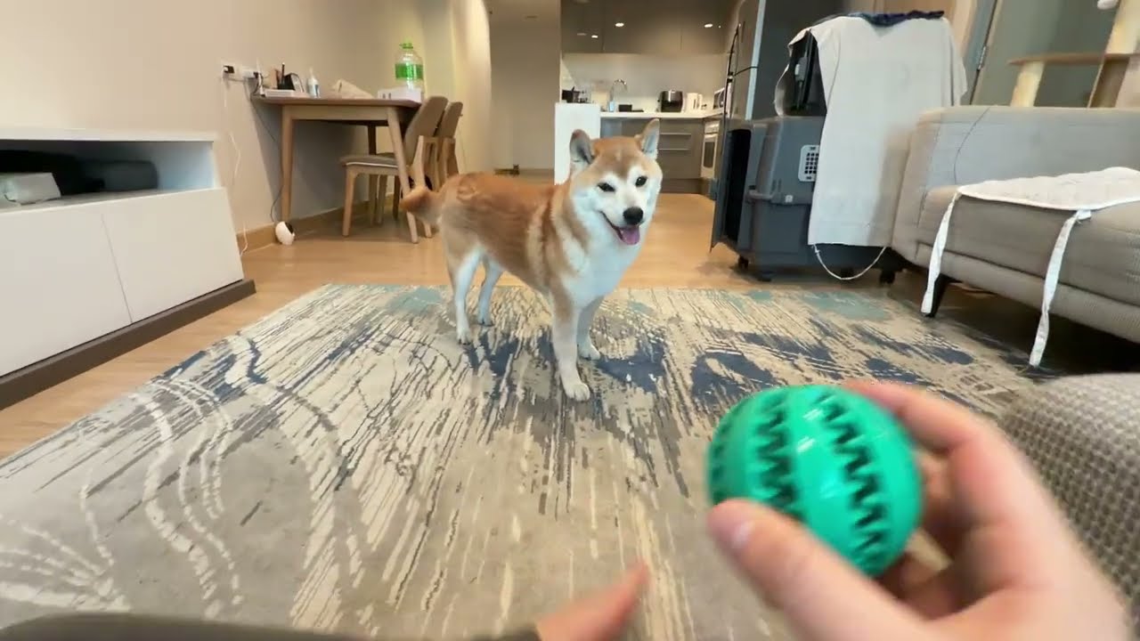 I Feel Like You’re Being Stingy with My Treats… 🐕🥺