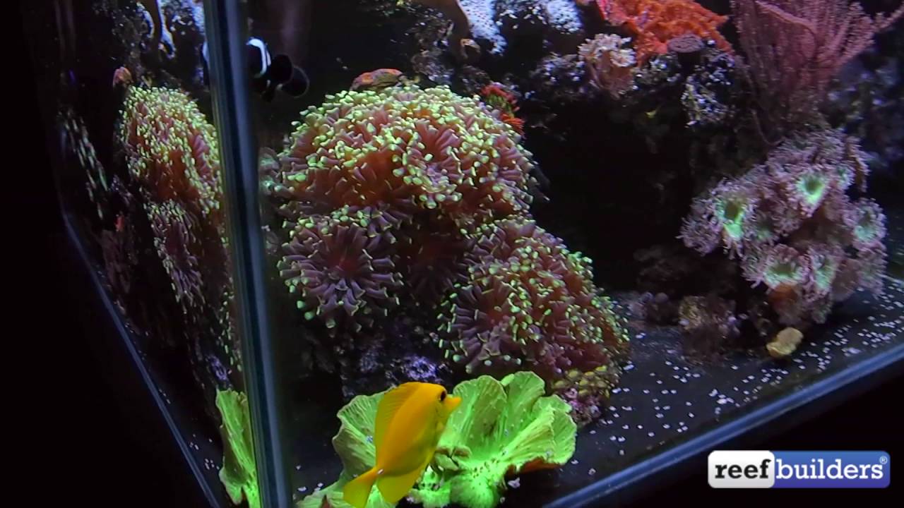 My 'Zero' Maintenance Reef Tank