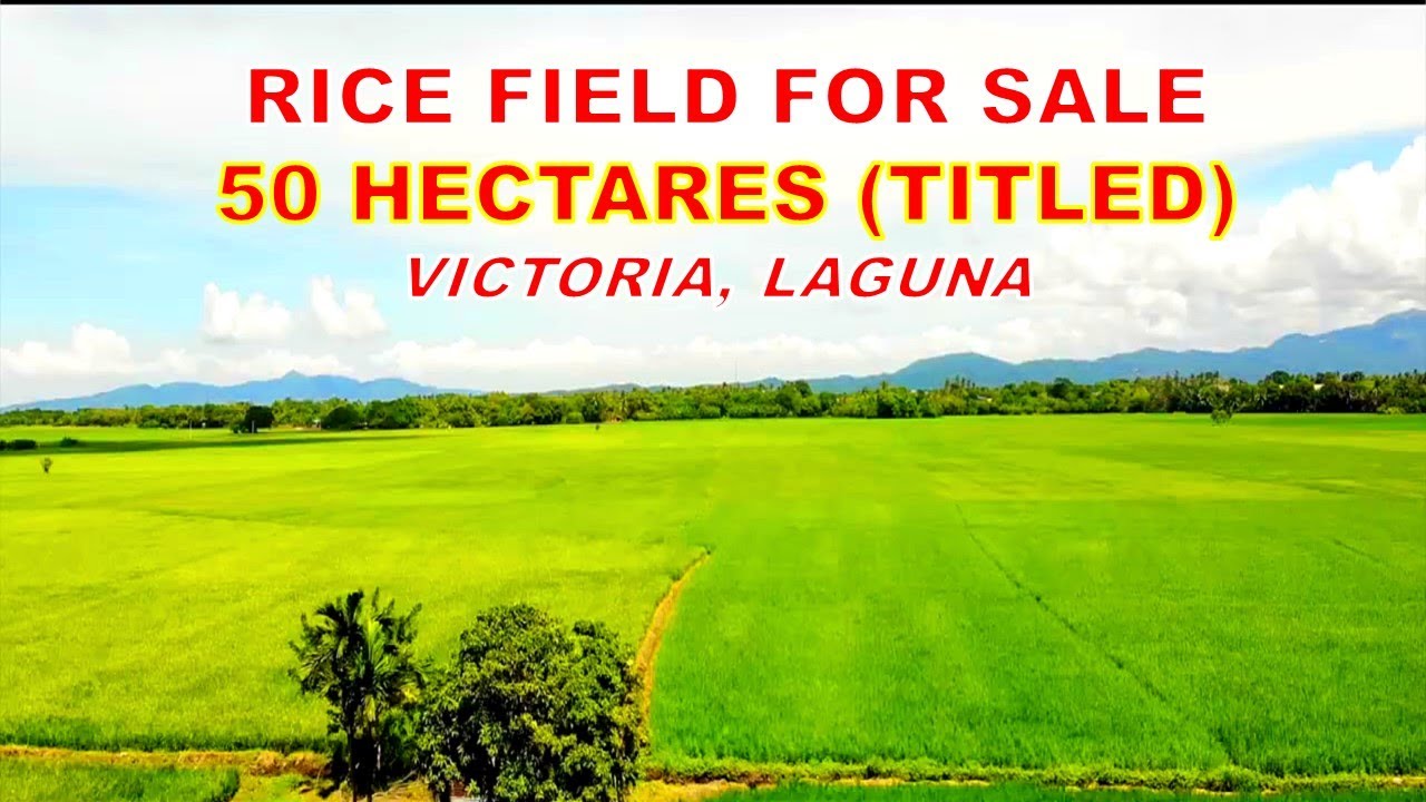 SOLD ! ! ! RICE FIELD FOR SALE ( PROP.# 138) 50 HECTARES. VICTORIA, LAGUNA