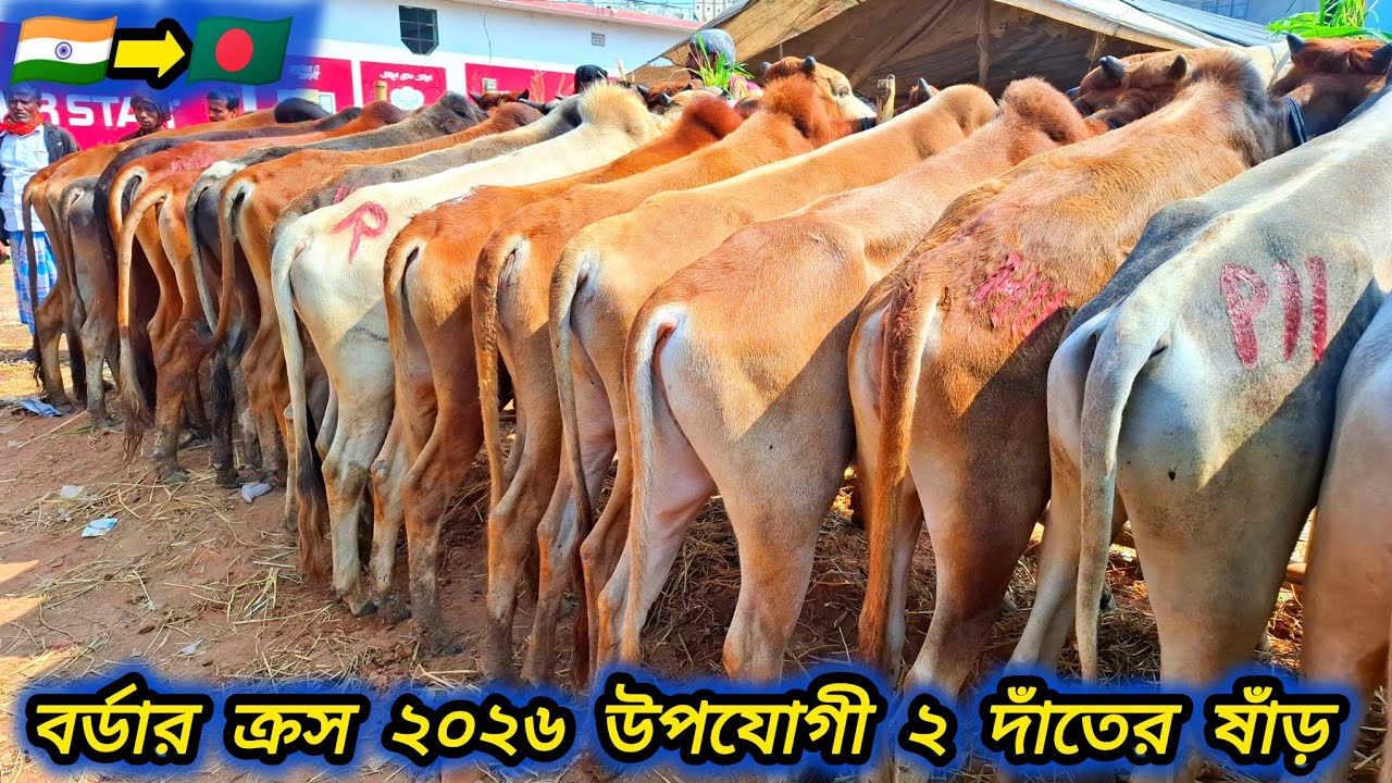 ০৪/০২/২৬/ বর্ডার ক্রস ২০২৬ কোরবানি উপযোগী ২ দাঁতের ষাঁড় গরুর ভরপুর আমদানি সোনাইচন্ডি গরুর হাটে #cow