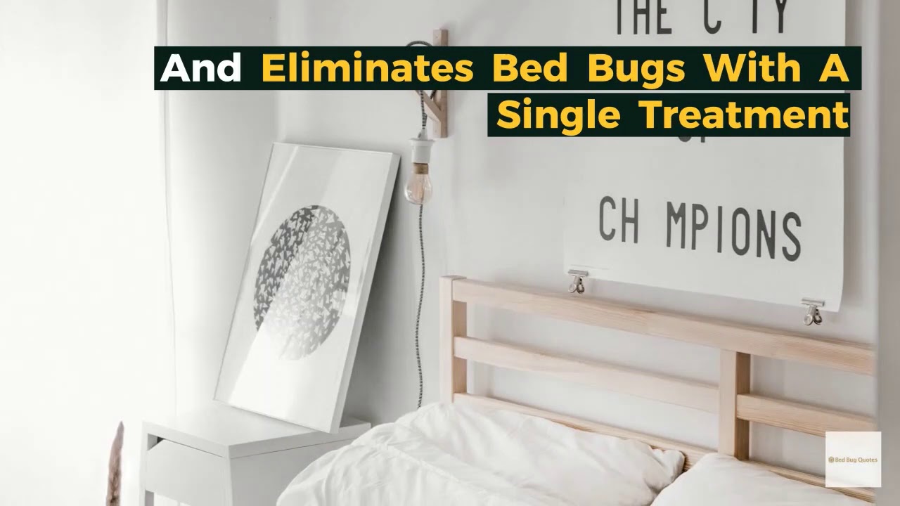Non Toxic Bed Bug Treatment Dundalk - Pet Safe