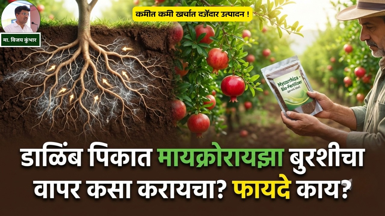 डाळिंब शेती तंत्रज्ञान मायकोरायझा मित्र बुरशी