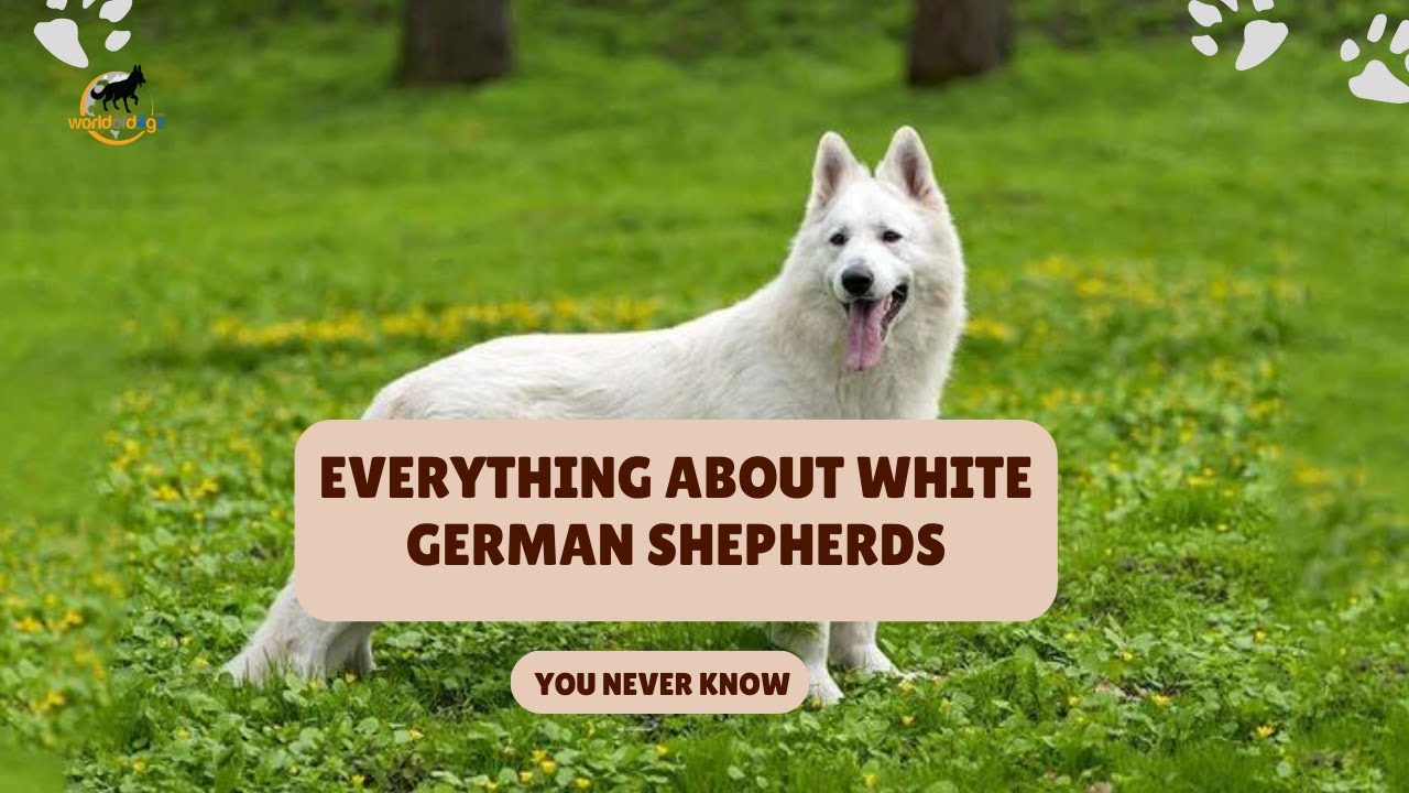 A Guide to White German Shepherds: A Video Journey | Cost, Personality, Rarity | World Of Dogz