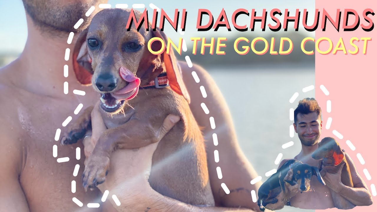 Mini Dachshunds on the Gold Coast | REMI AND MIA 2021