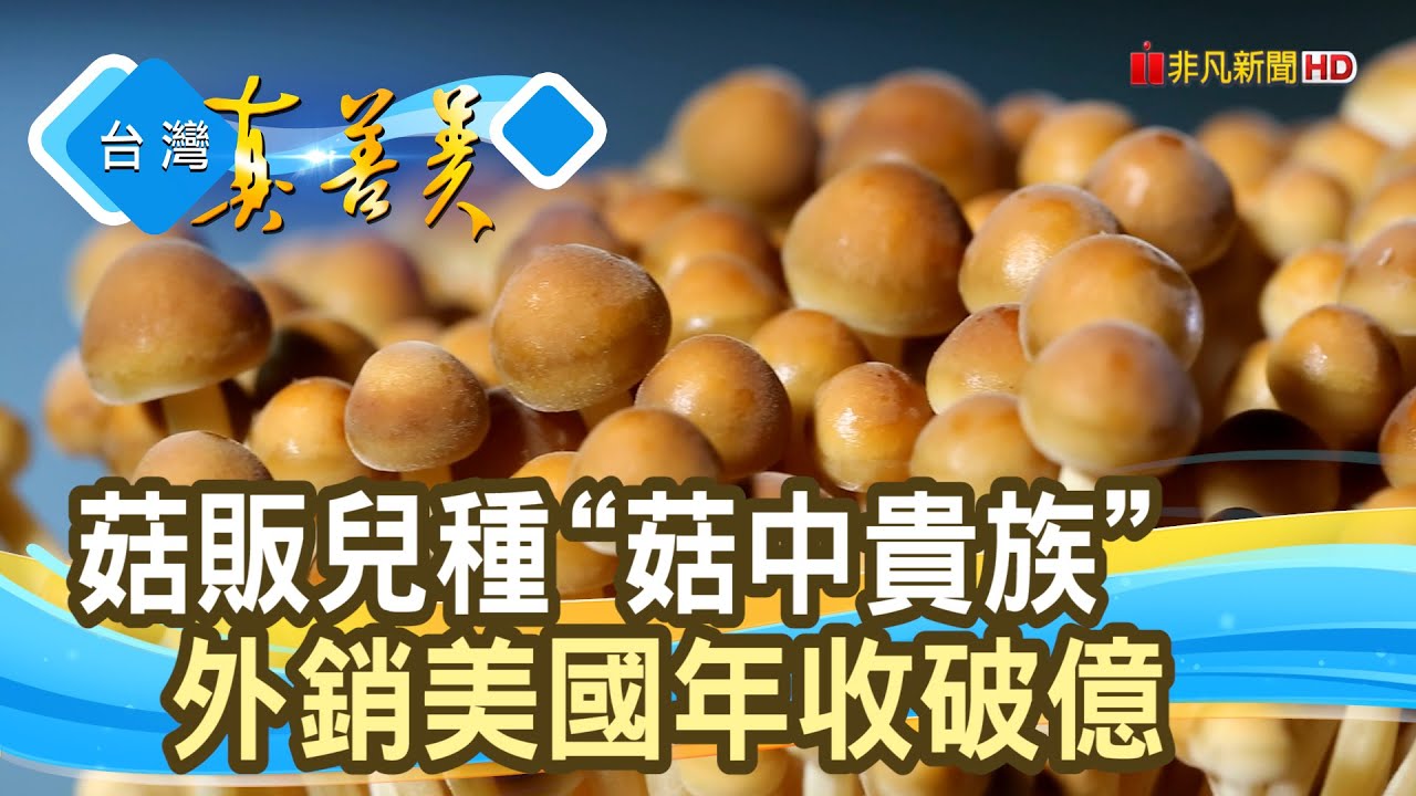 一路闖關“金滑菇之父”｜禾生菇菌場｜【台灣真善美】2024.02.25