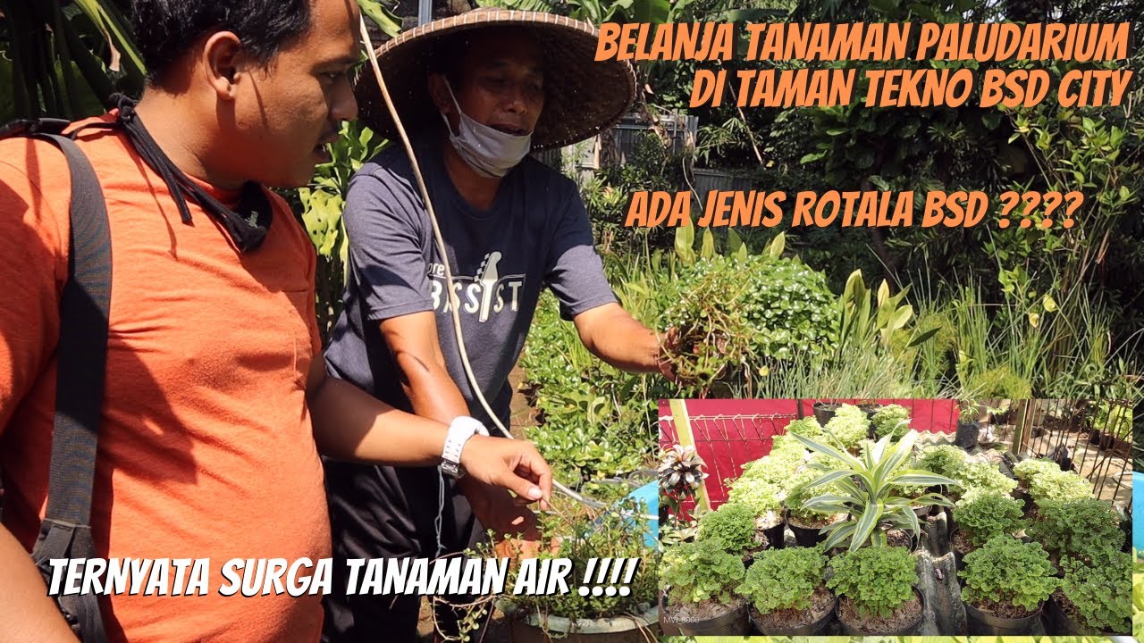 BELANJA TANAMAN PALUDARIUM NEMU BANYAK BANGET TANAMAN AIR !!!!!!!