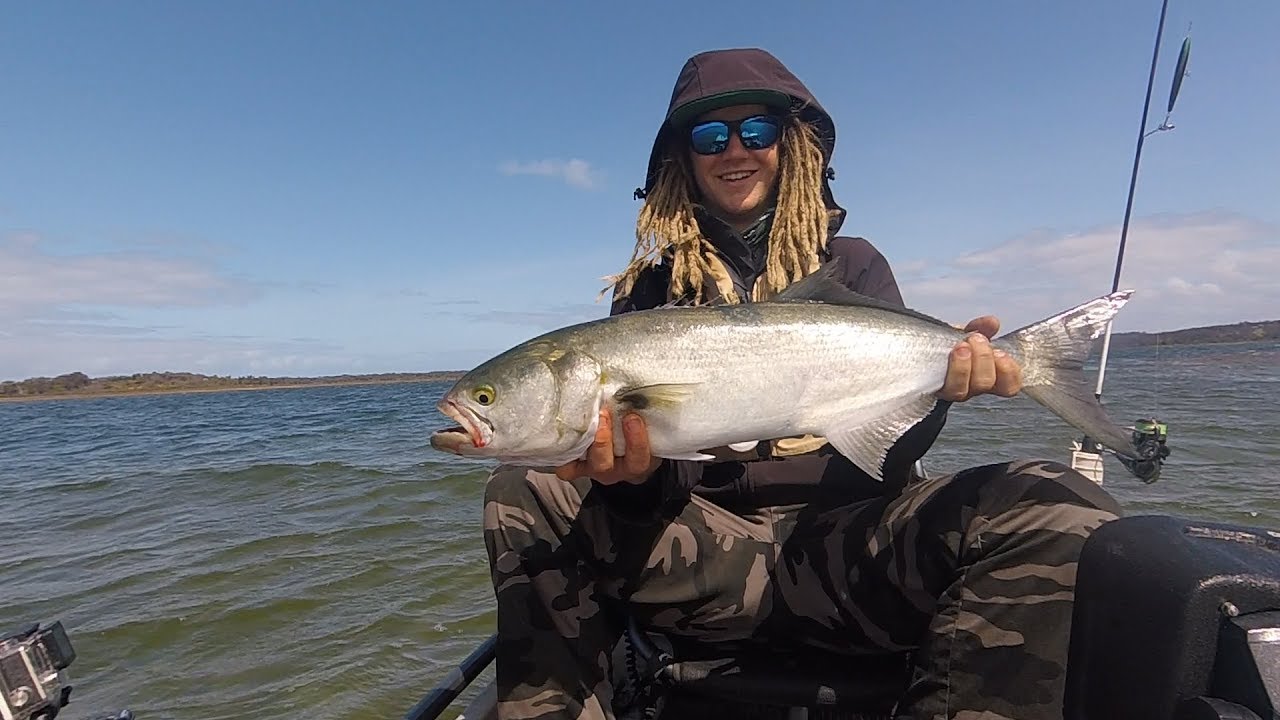 HUGE Tailor on Swimbaits and Surface