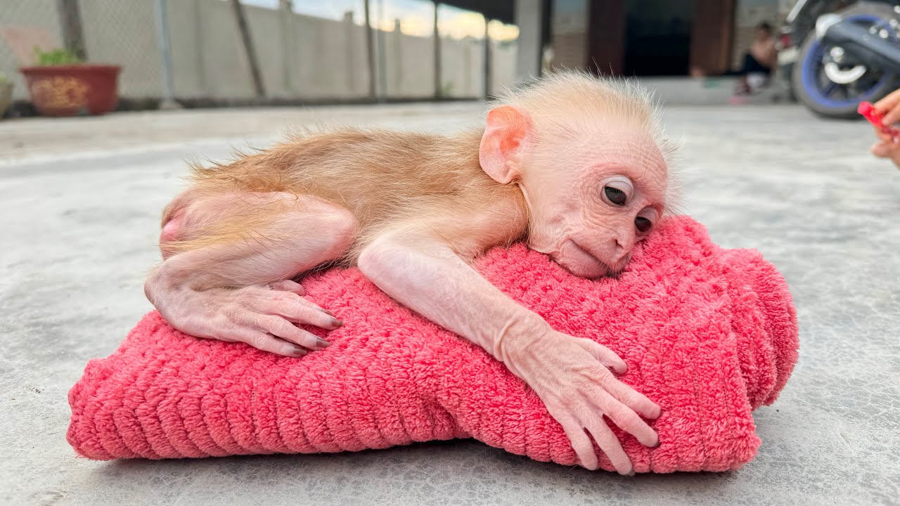 Baby monkey's joke goes too far, CUTIS really angry...OMG 😱