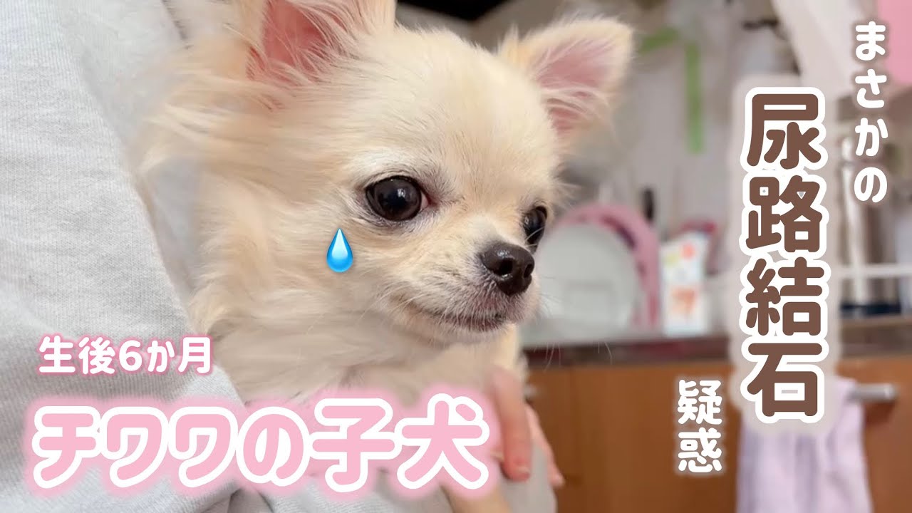 【結晶が…】チワワの子犬ちゃんに起きた悲しい出来事