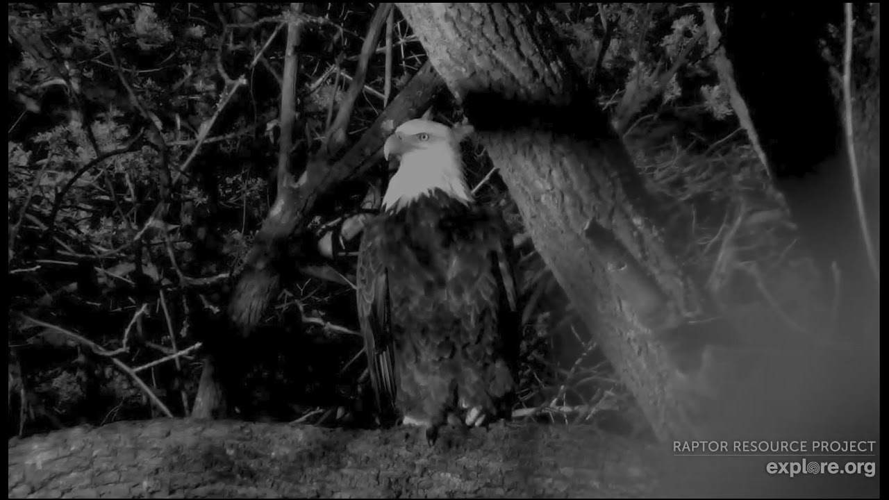 Trempealeau Eagles 2-6-26 Mr & MrsT in monochrome