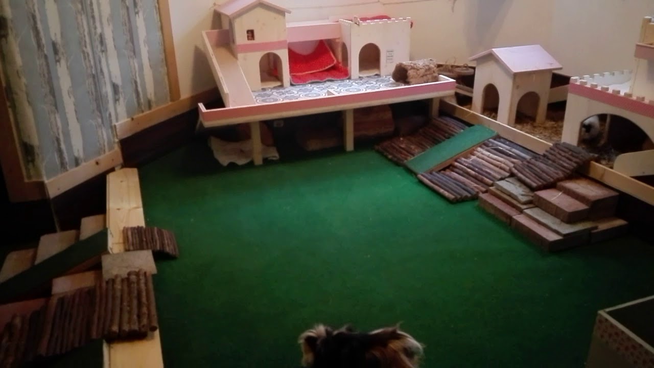 Die PigBrother Meerschweinchen im neuen Indoor-Pighaus