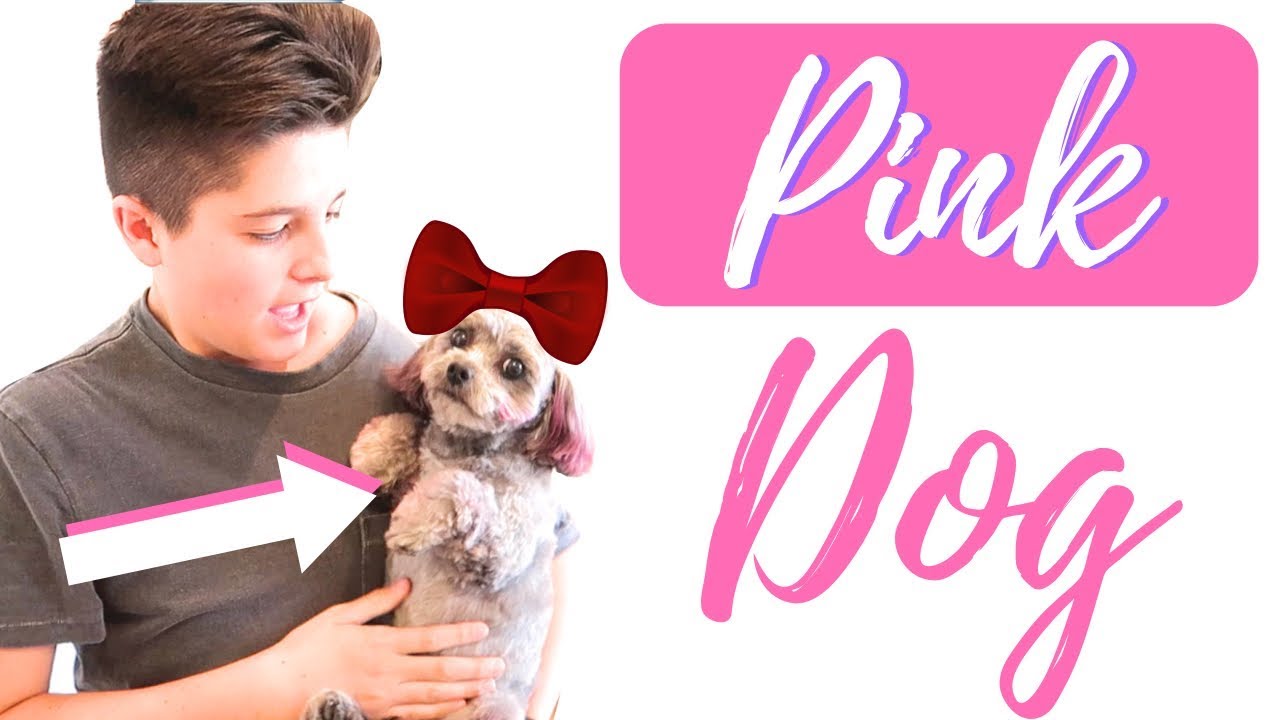 Dying our dog pink! | The Mikesell family