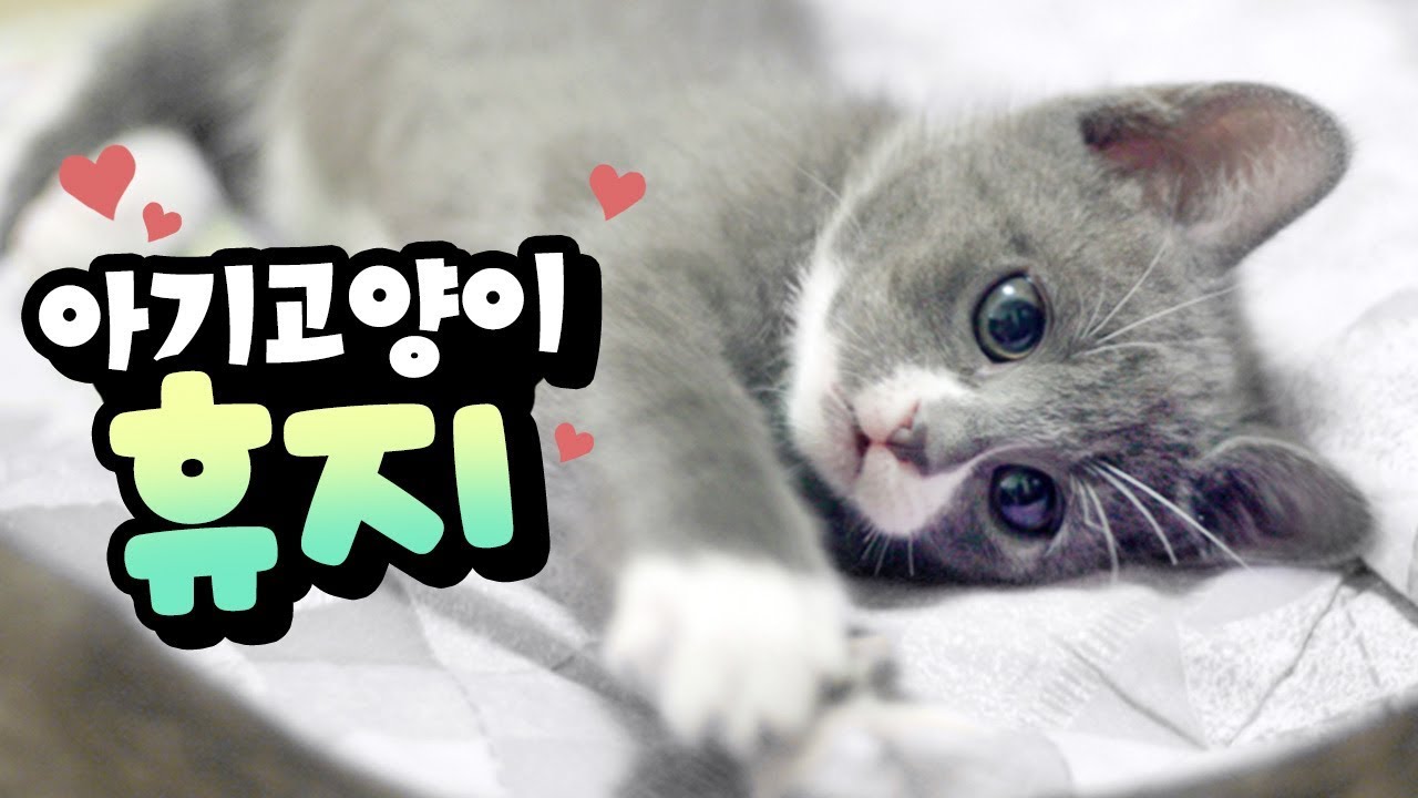 먼지, 봉지, 휴지 아기고양이 시절 공개!
