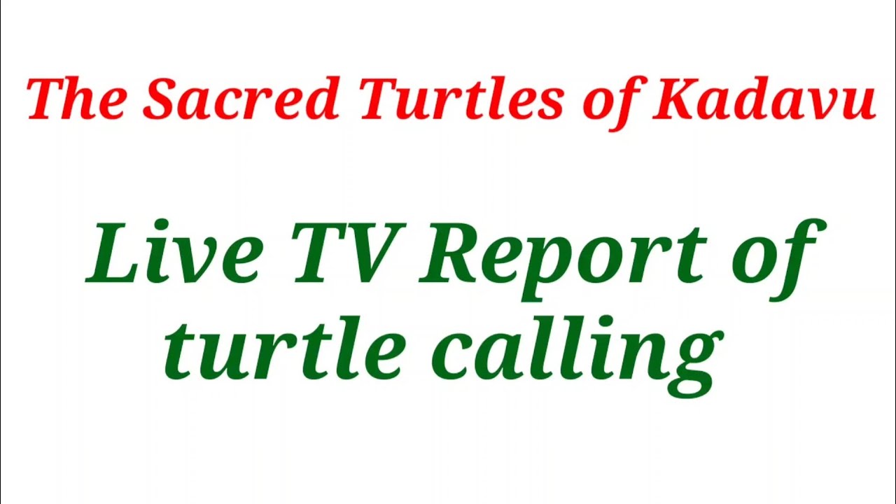 Turtle calling live TV report. The Sacred Turtles of Kadavu.