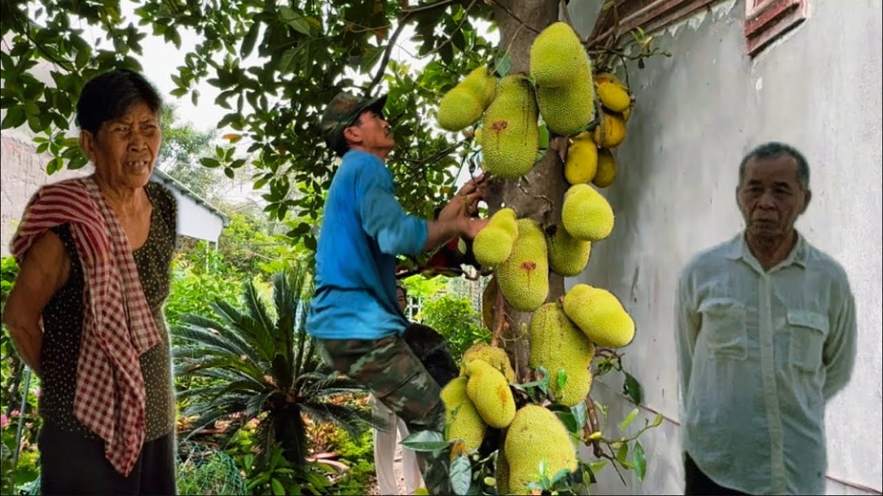 Cưa cây mít trái siêu khủng tại Lâm Viên núi cấm ￼