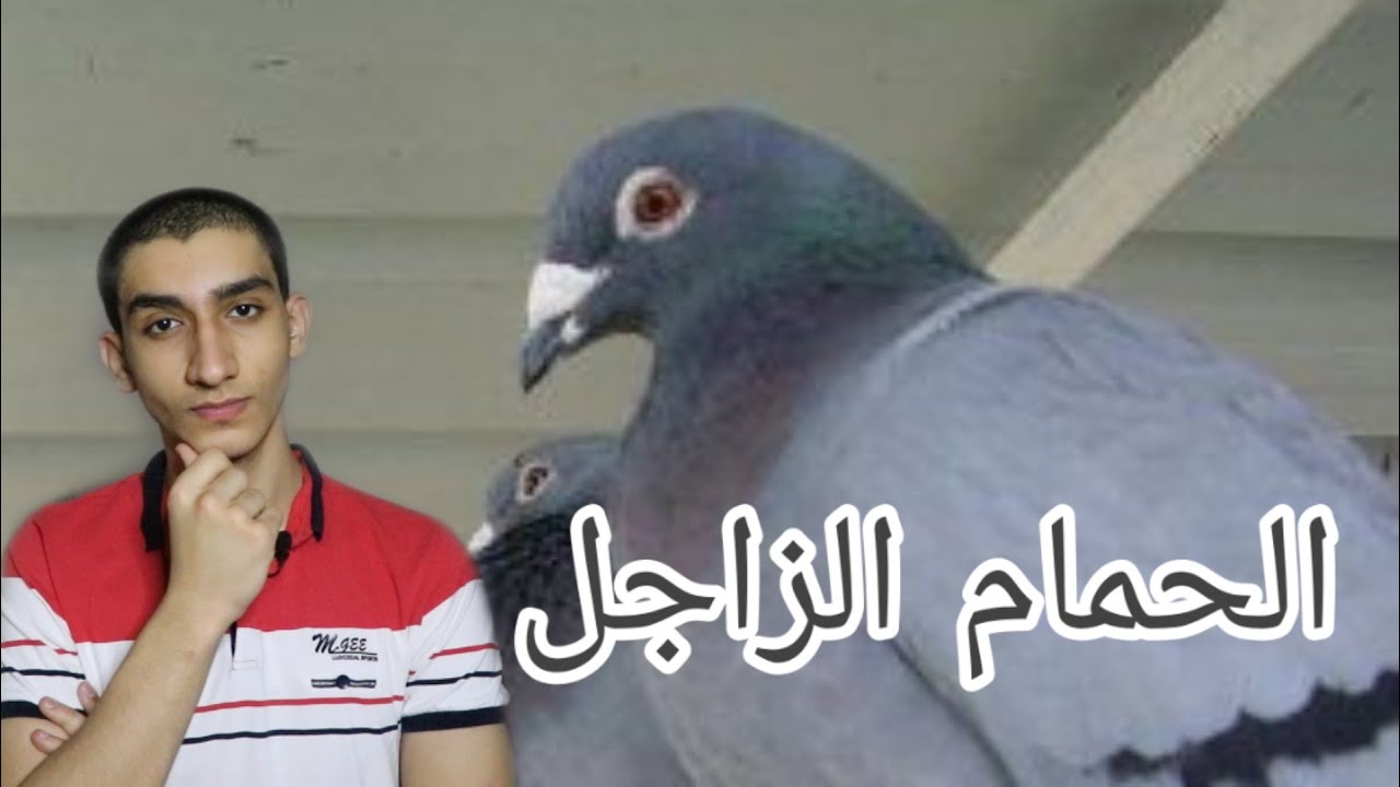 كيف يعرف الحمام الزاجل المكان المرسل إليه؟ 🕊️
