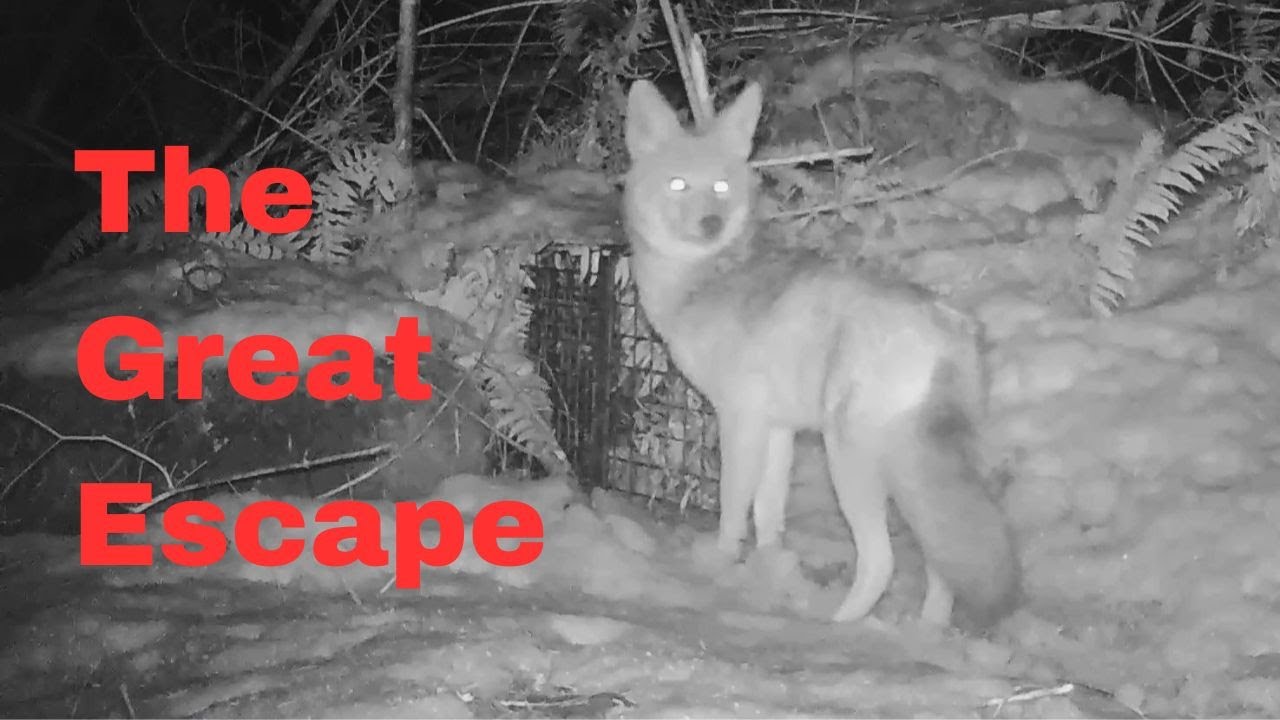 Coyote Escapes Cage Trap