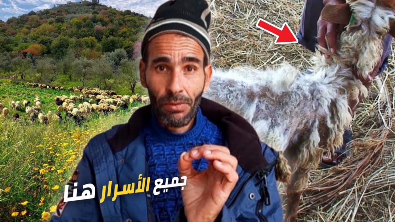 % 95 من مربي المواشي كيغلطو فهاذ النقطة ⚠️ واللي عرفها كيحقق أرباح ضخمة!