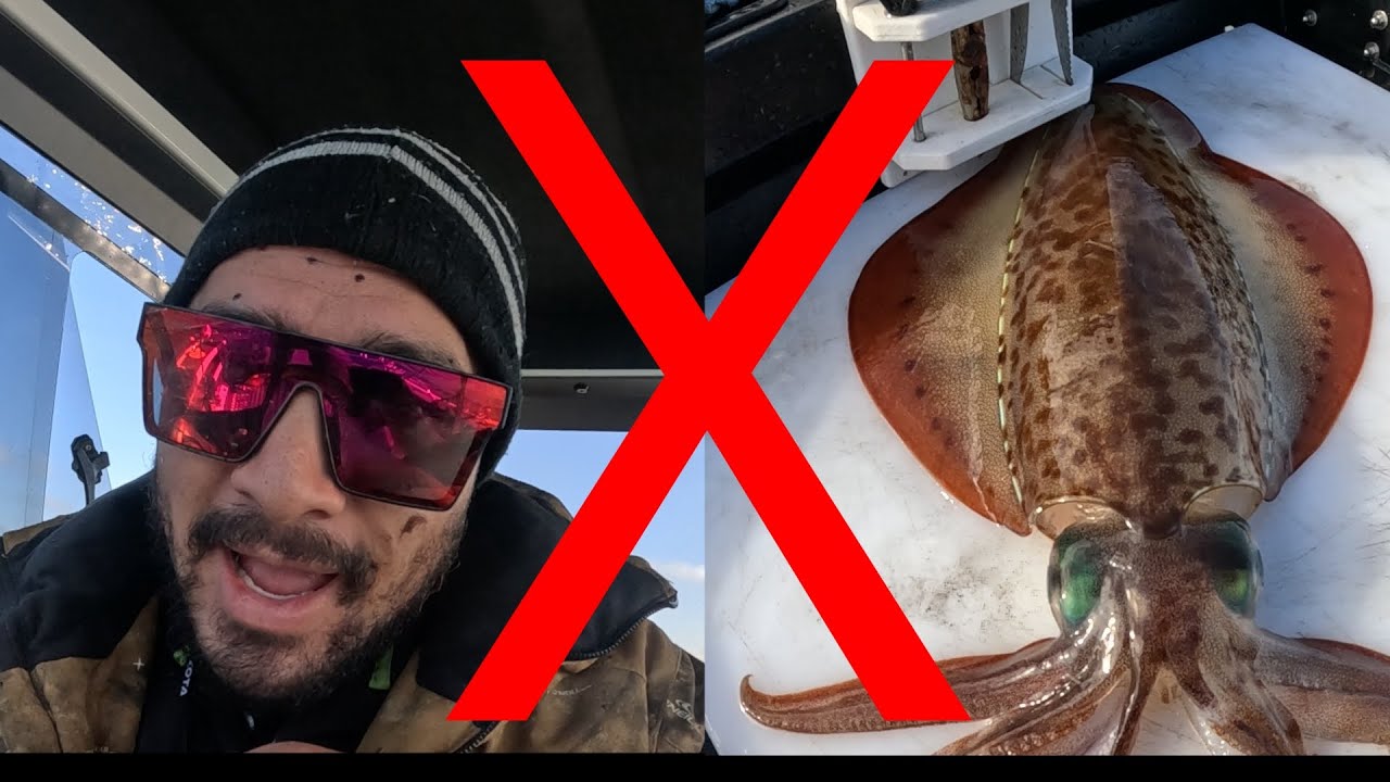 How to not Squid fish for Gummy Shark bait