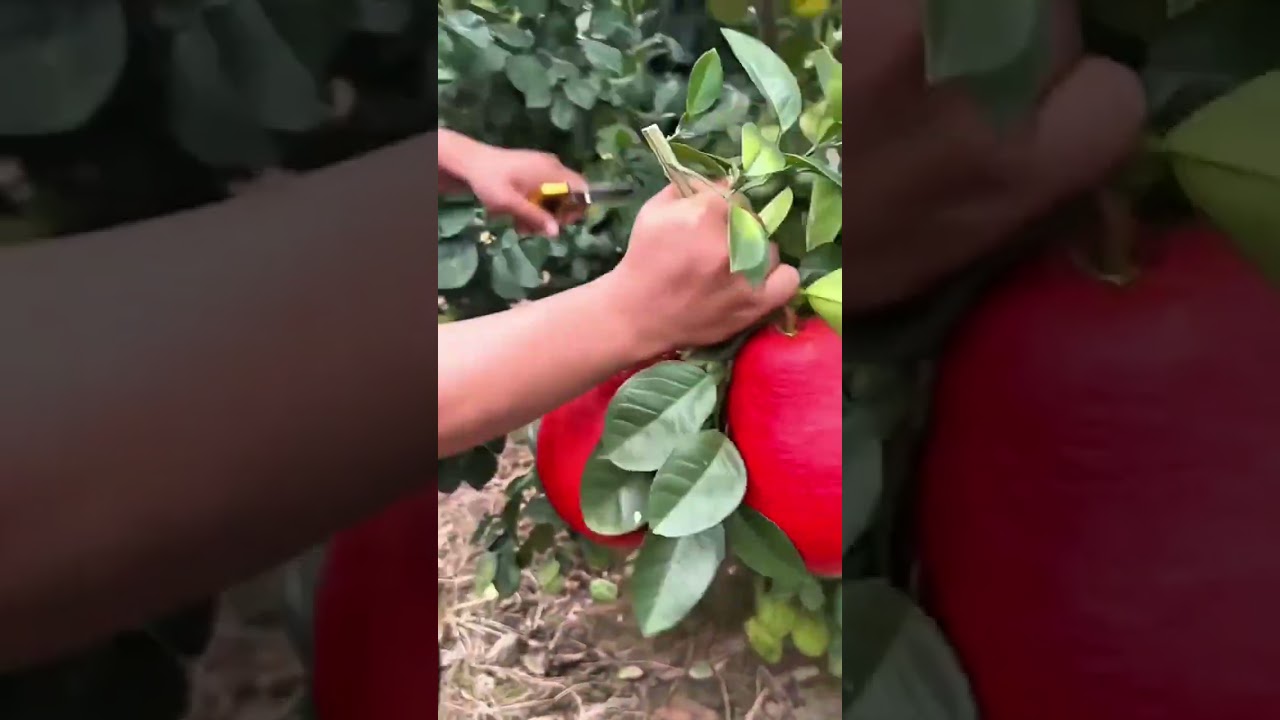 Harvesting a Giant Ruby Red Pomelo, a Sweet Citrus Treasure from the Tropical Tree
