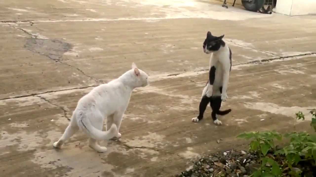 Cobra Cat fight - ضرابة قطط لكن على طريقة الكوبرا