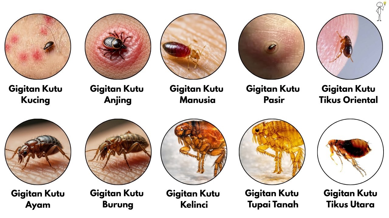 Semua Jenis Gigitan Serangga Kutu yang Ada di Sekitar Kita!