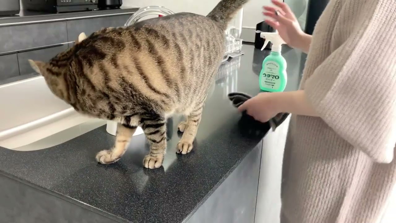 cleaning the room
