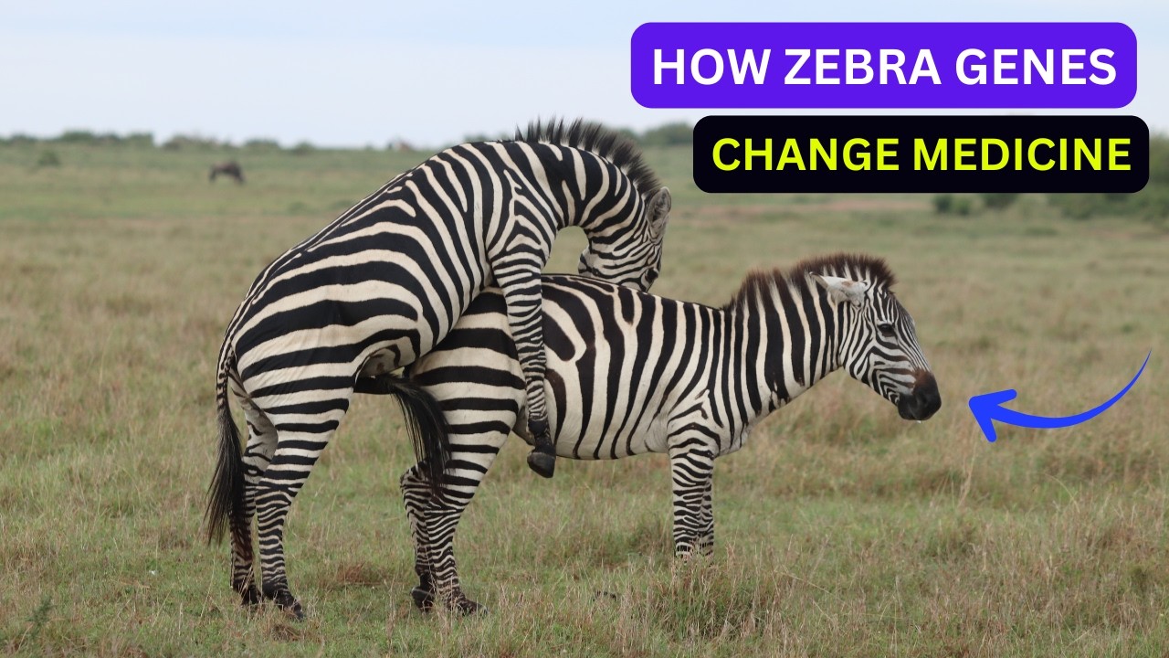 Zebra Genetics Are Revealing How a Single Gene Can Reshape Biology.