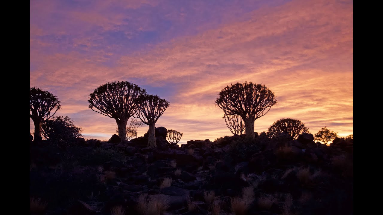 Quiver Tree Forest, Keetmanshoop    1080WebShareName