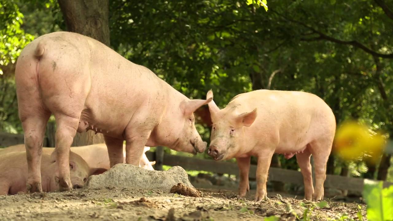 Valle d'Aosta Lard d'Arnad DOP - Official Video - ENG