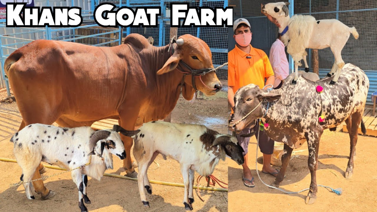 Deoni & Sahiwal Bulls | Heavy Quality Me Qurbani Ke Bakre Available at Khan's Goat Farm | Hyderabad