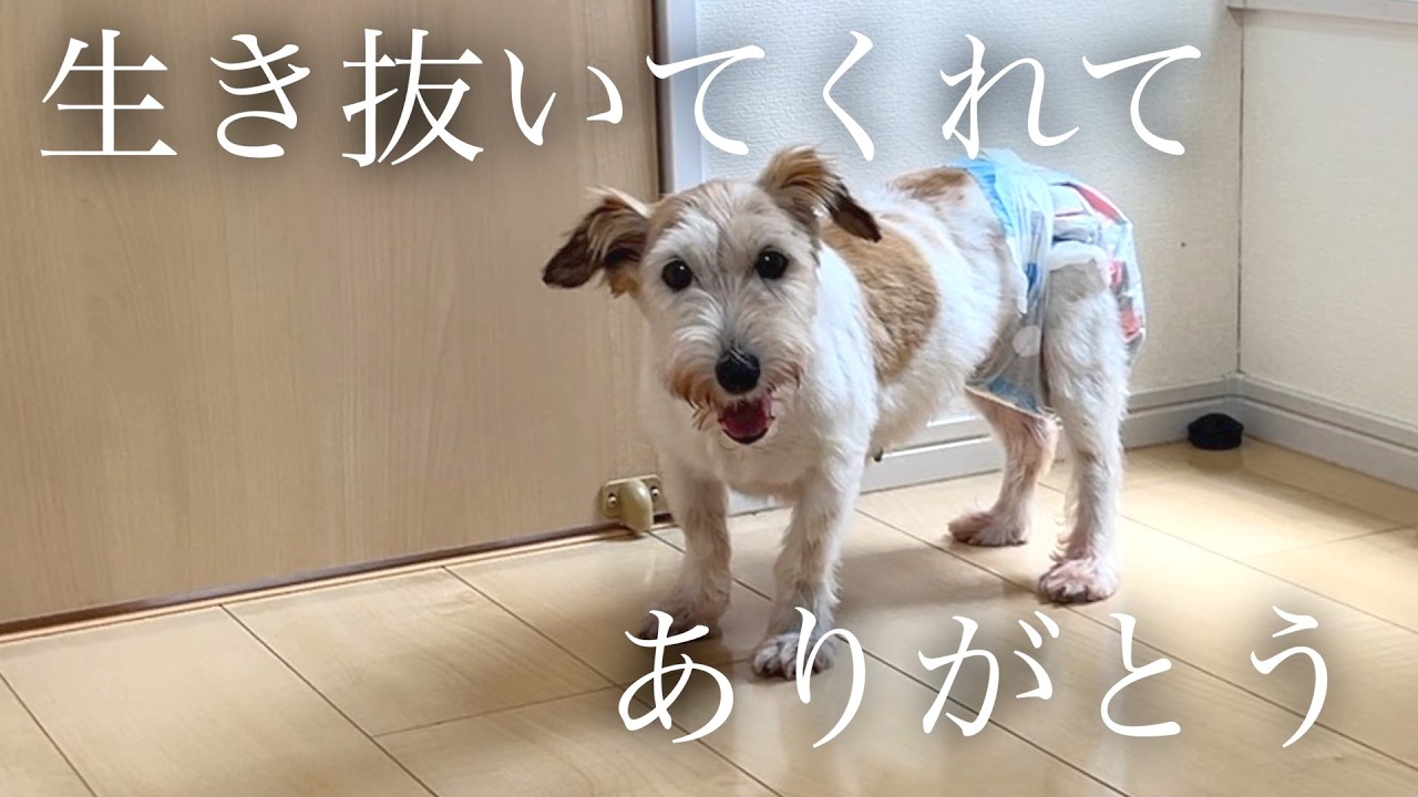 もう道具なんて言わせない。保護犬が幸せな未来へ旅立ちました