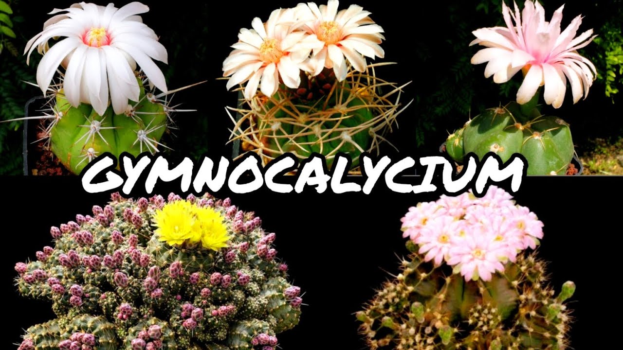 30 ESPÉCIES DE CACTOS DO GÊNERO GYMNOCALYCIUM PARA IDENTIFICAÇÃO | CACTUS TV