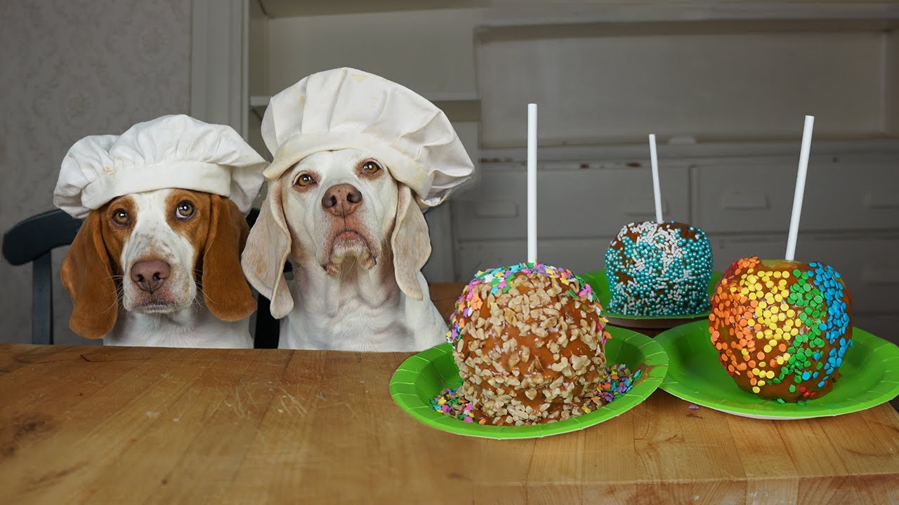 Dogs Make Candy Apples: Funny Dogs Maymo & Potpie Make Tasty Candy Apple Recipe