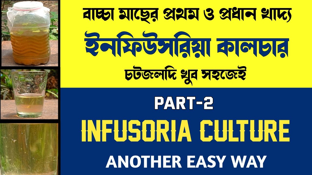 How to culture infusoria (part-2) | Infusoria culture another easy way | infusoria culture