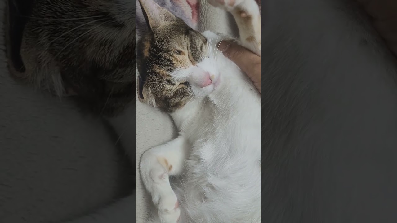 Gussa hai Tsuki  #catfunny #catlovers #ytvlogviral 