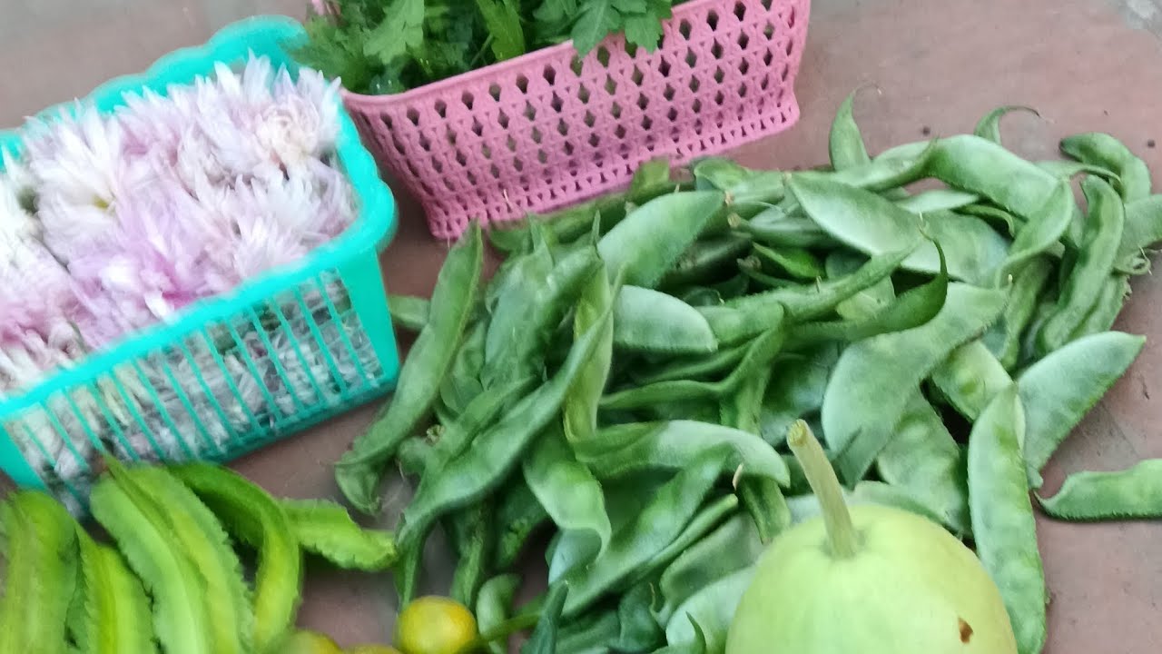 Patti thottam harvesting 🌿💚🍃 #garden