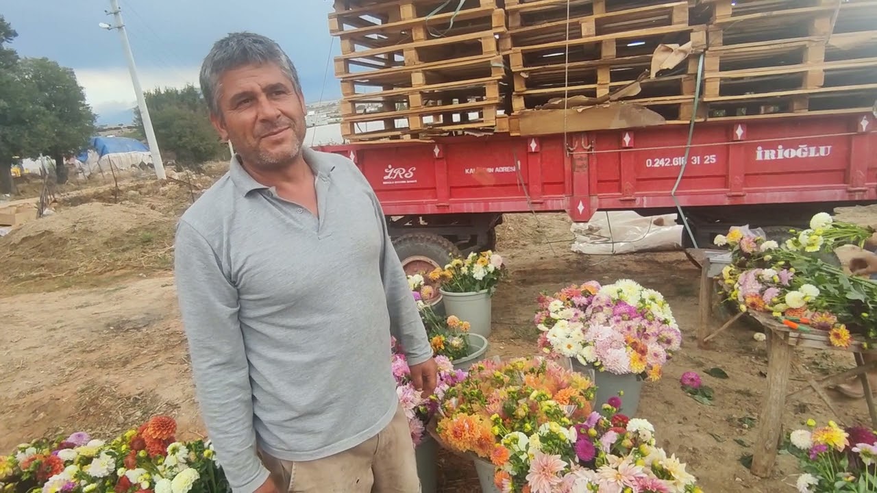 Dahliya/Adalya/Patates -Yıldız Çiçeği...
