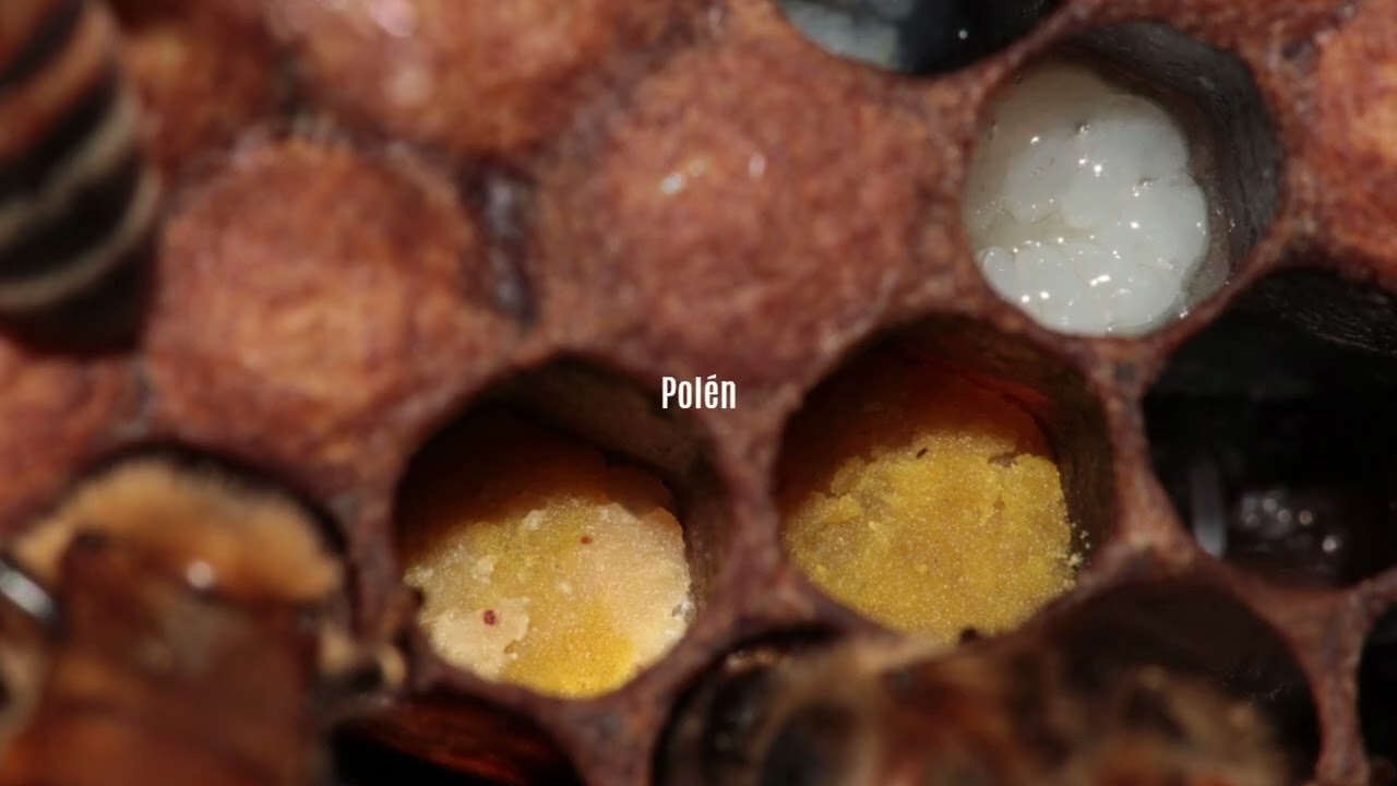 Divisão artificial tradicional de colônia de abelha-africanizada (Apis mellifera)