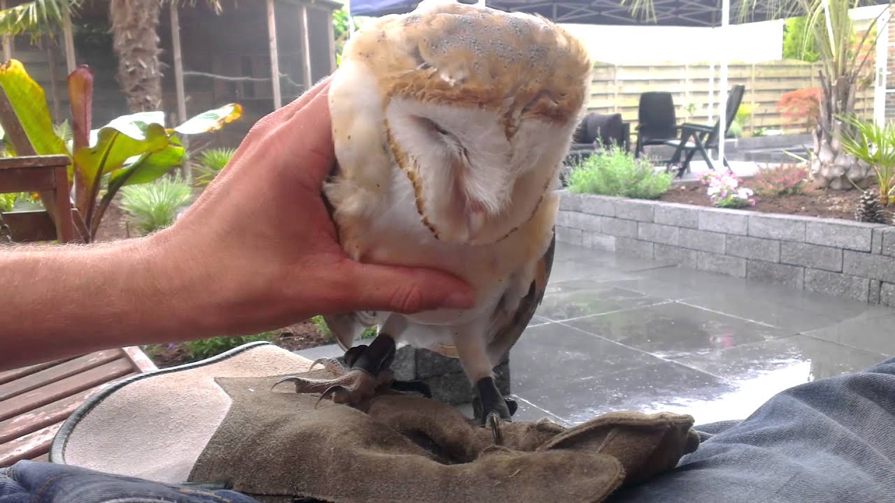 My owl loves to cuddle