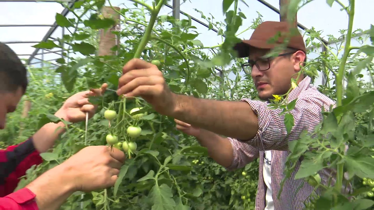 Fertilización de tomate  híbrido bajo  invernadero