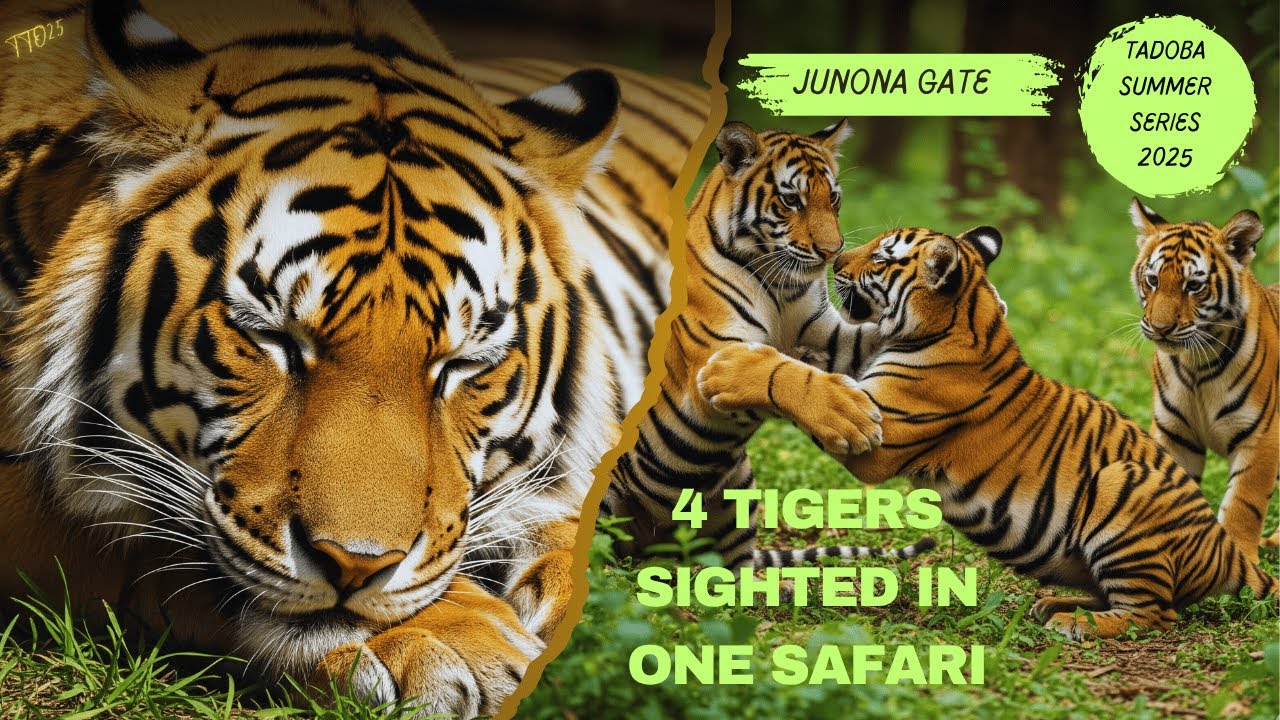 Met the Most Famous Tiger Family in | TATR | Part 1 | Collarwali & Cubs |  And Shambu Surprises us |