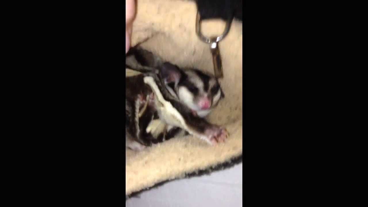 Sleepy Sugar Glider