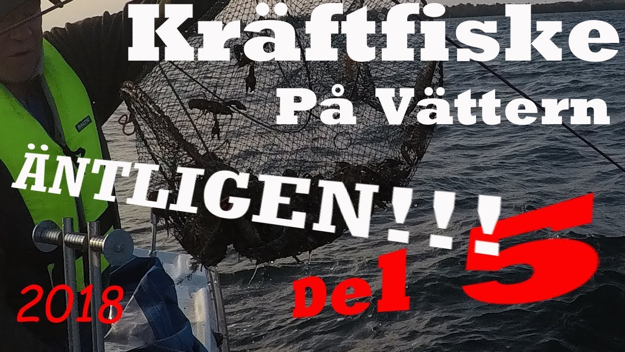 TUSENTALS KRÄFTOR OCH BLODVITE, kräftfiske tredje helgen del 5