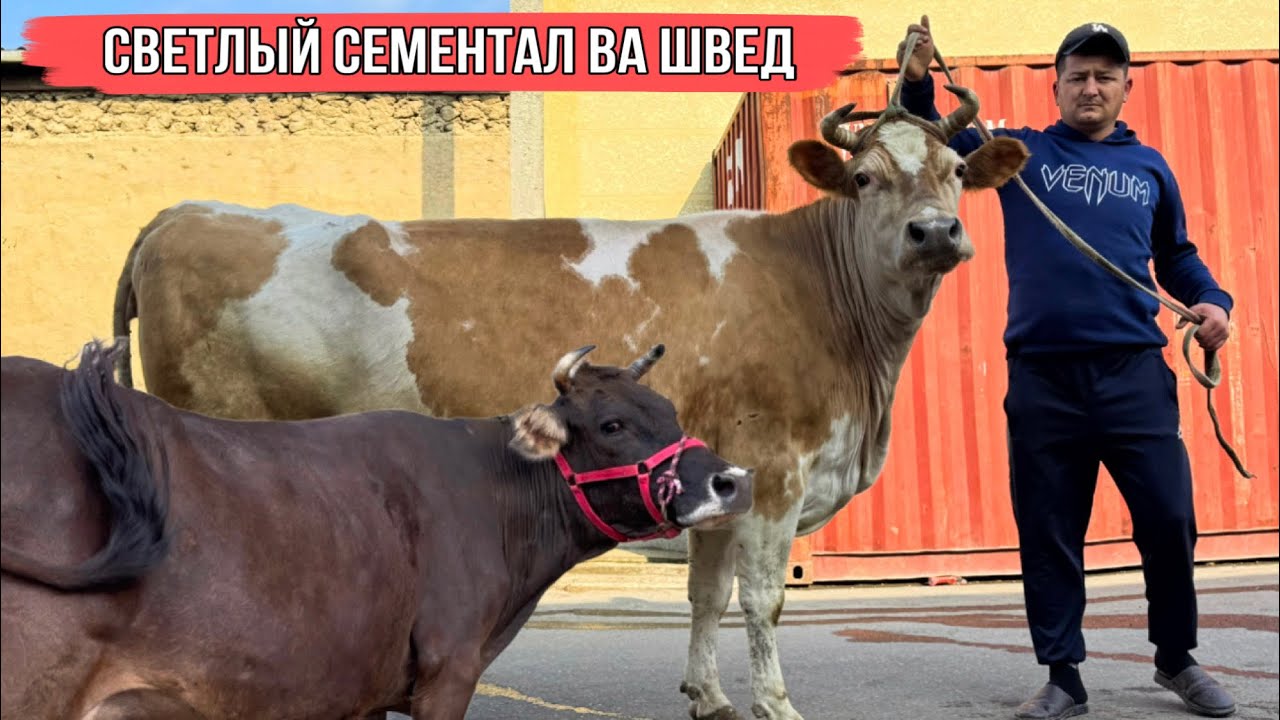 СВЕТЛЫЙ СЕМЕНТАЛ ВА ШВЕД 7 марта 2026 г.